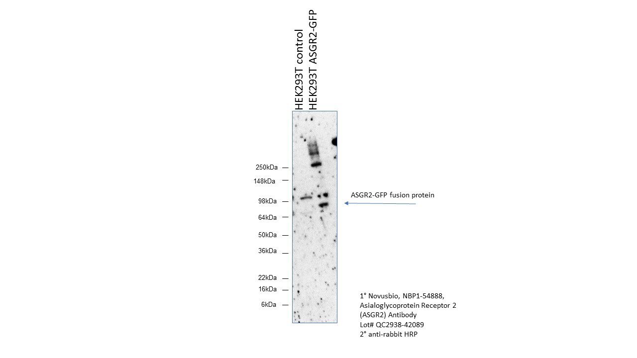 Asialoglycoprotein Receptor 2 Antibody - BSA Free NBP1-54888