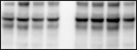 PKA C beta Antibody - BSA Free NBP1-55008