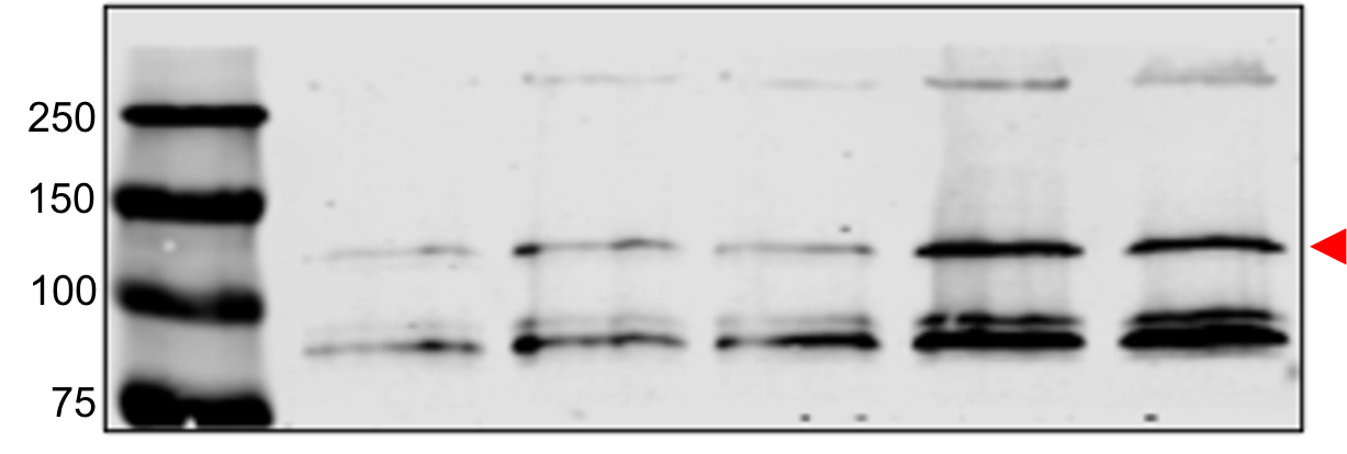 HERC6 Antibody - BSA Free NBP1-55025