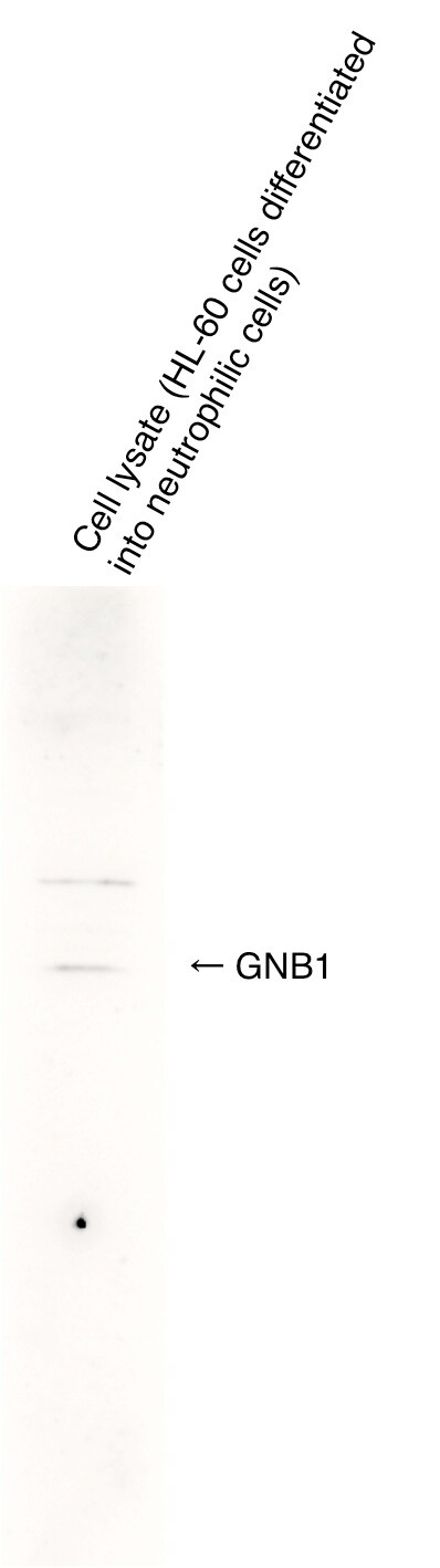 GNB1 Antibody - BSA Free NBP1-55307