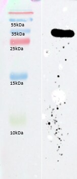 FBP2 Antibody - BSA Free NBP1-56453