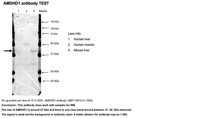 AMDHD1 Antibody - BSA Free NBP1-56721