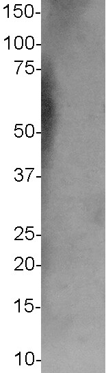 EMG1 Antibody - BSA Free NBP1-57410