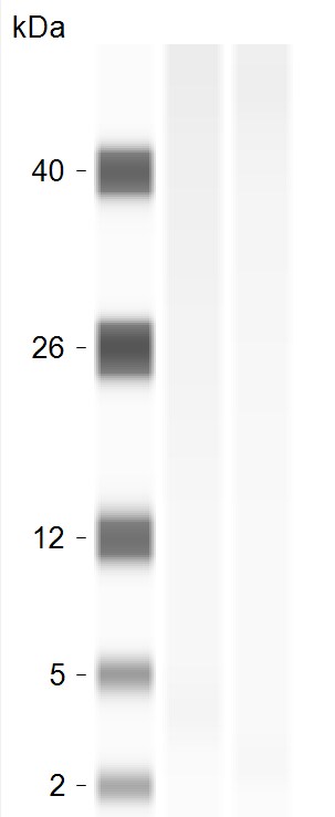 Ribosomal Protein S29 Antibody - BSA Free NBP1-57477