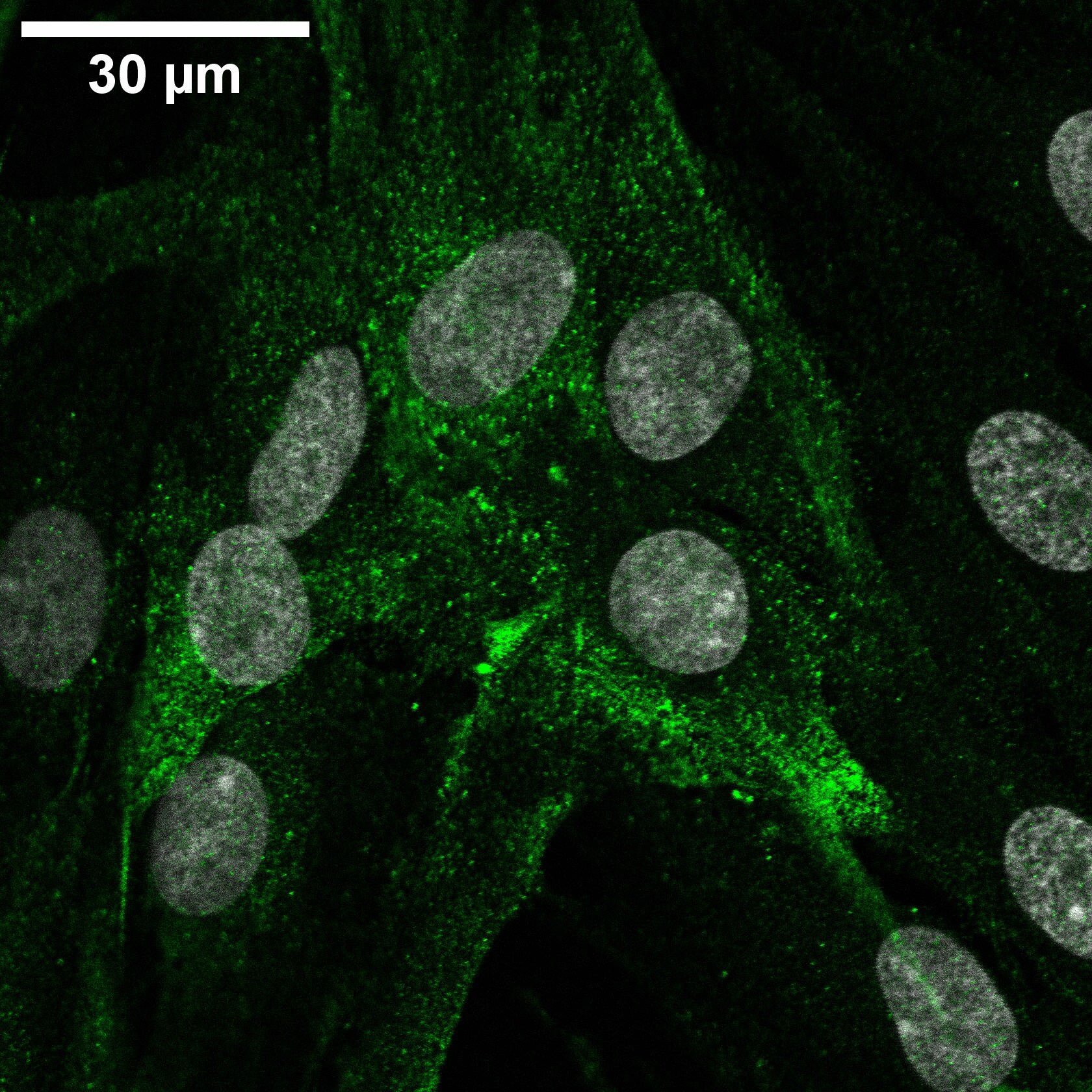 Decorin Antibody - BSA Free NBP1-57923
