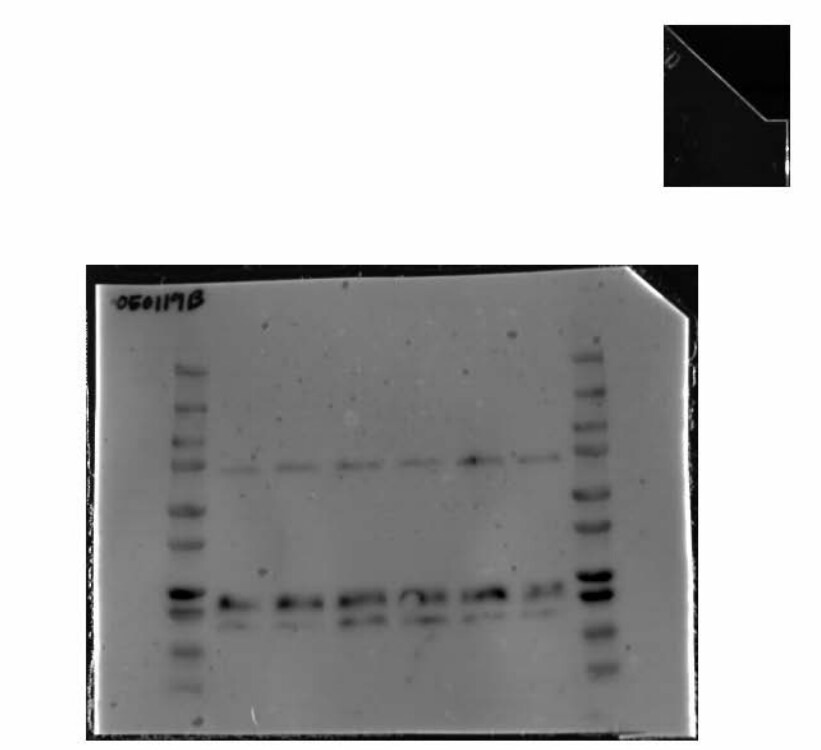 MMP-9 Antibody - BSA Free NBP1-57940