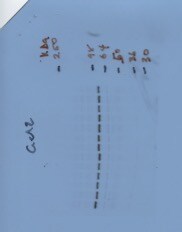 PKC gamma Antibody - BSA Free NBP1-58916