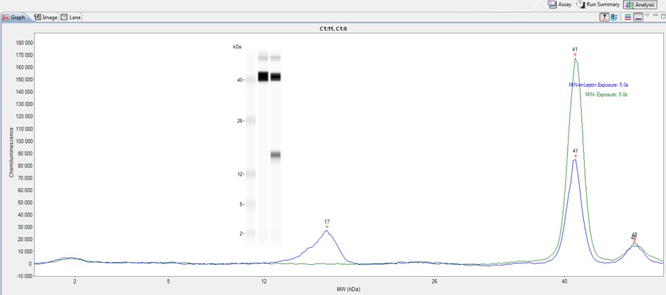 Leptin/OB Antibody - BSA Free NBP1-59324
