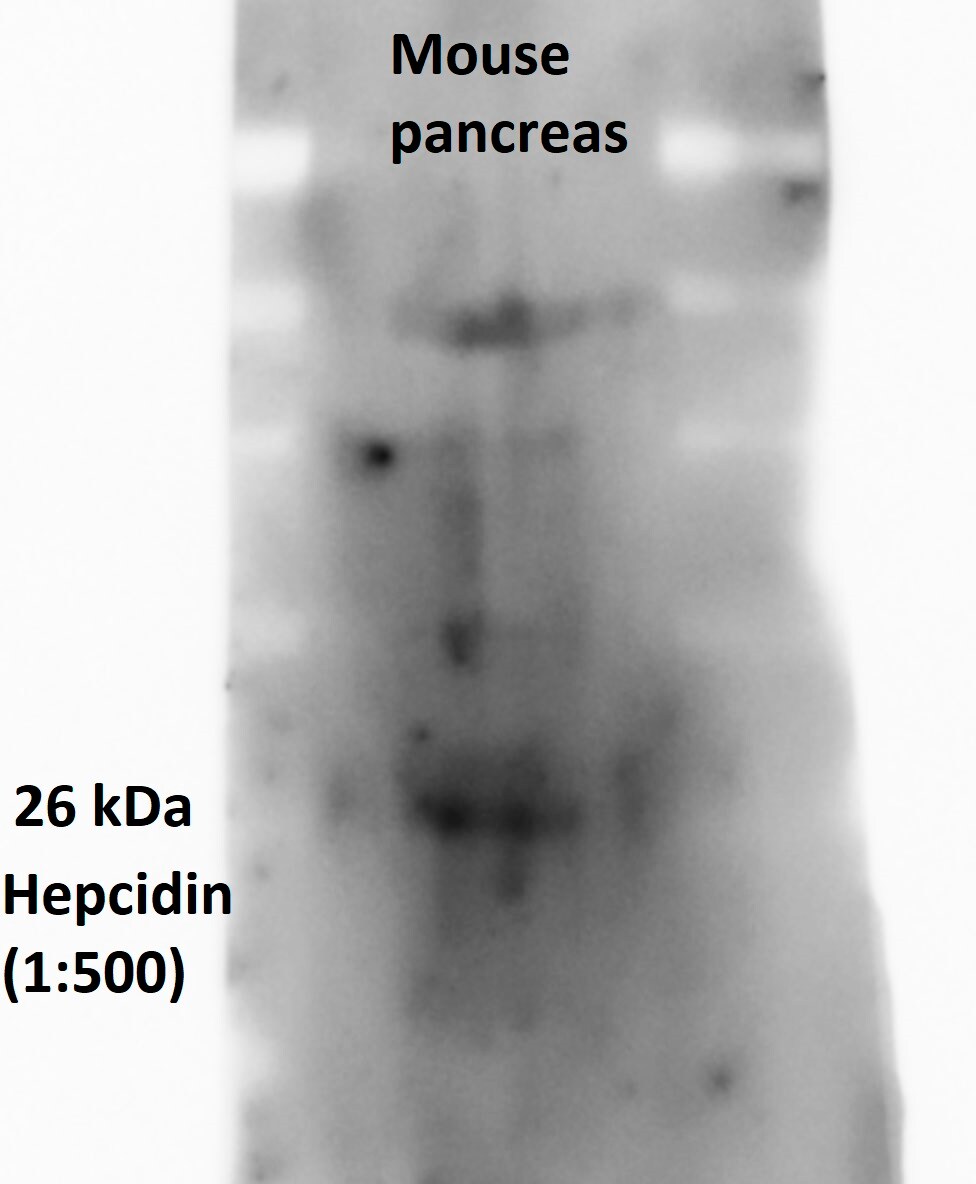 Hepcidin Antimicrobial Peptide Antibody - BSA Free NBP1-59337