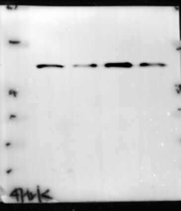 Hrk Antibody - BSA Free NBP1-59447
