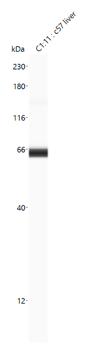 ACSL5 Antibody - BSA Free NBP1-59645