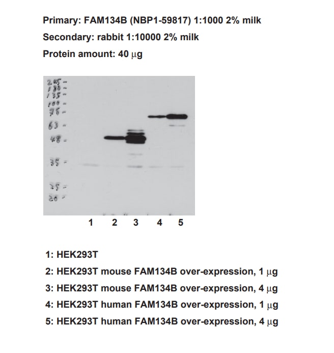 FAM134B Antibody - BSA Free NBP1-59817