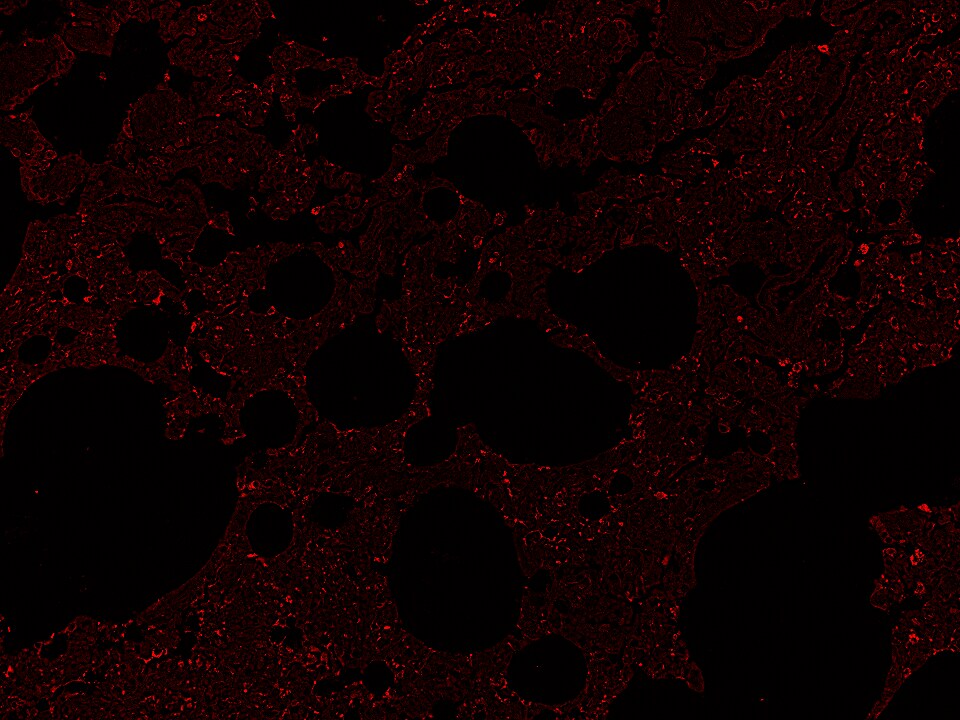 Claudin-18 Antibody - BSA Free NBP1-60010