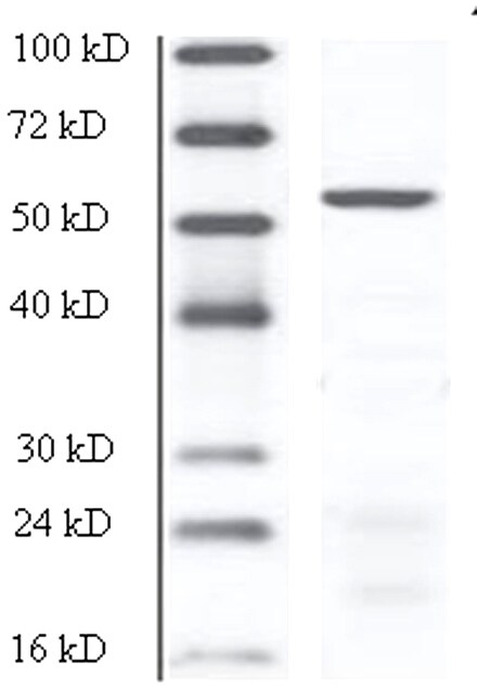 DPCR-1 Antibody - BSA Free NBP1-60094