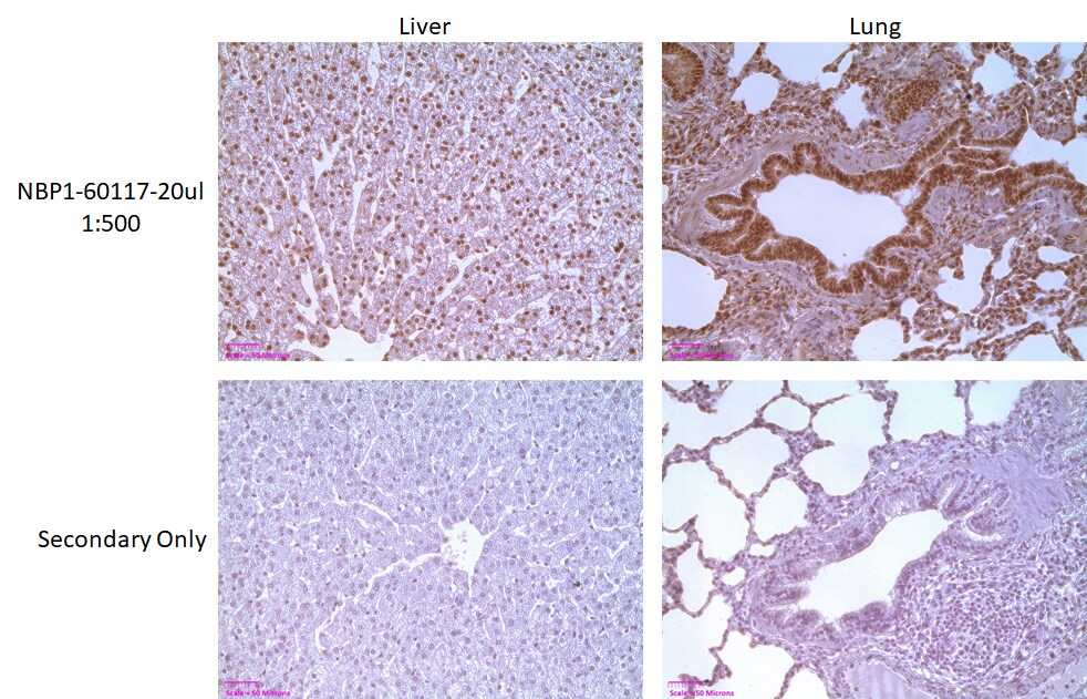 Prosurfactant Protein C Antibody - BSA Free NBP1-60117