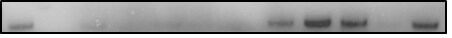 MTTP Antibody - BSA Free NBP1-62489