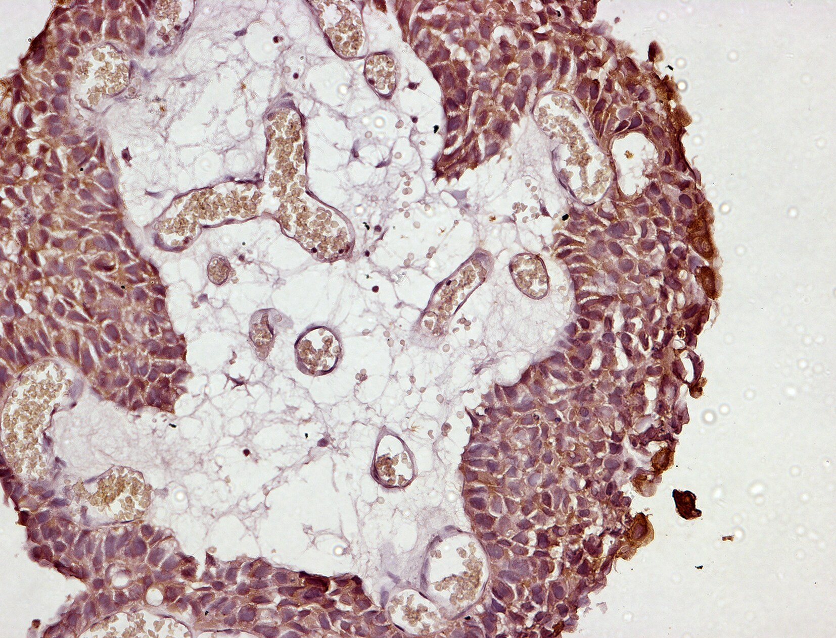 CRIPTO Antibody NBP1-68841
