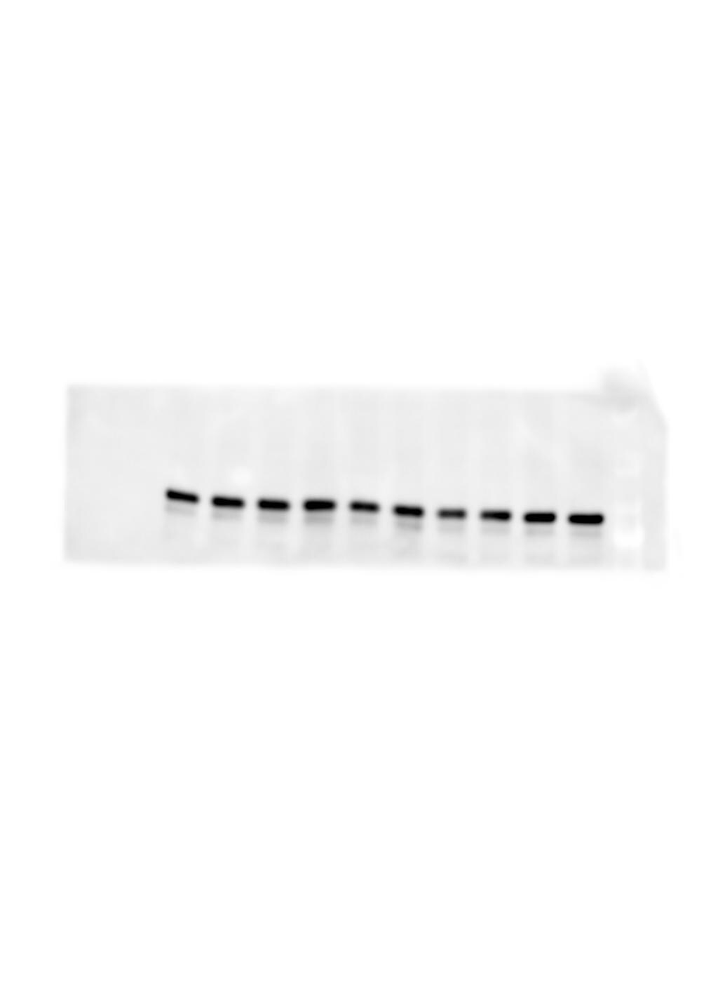 Npas4 Antibody NBP1-68863