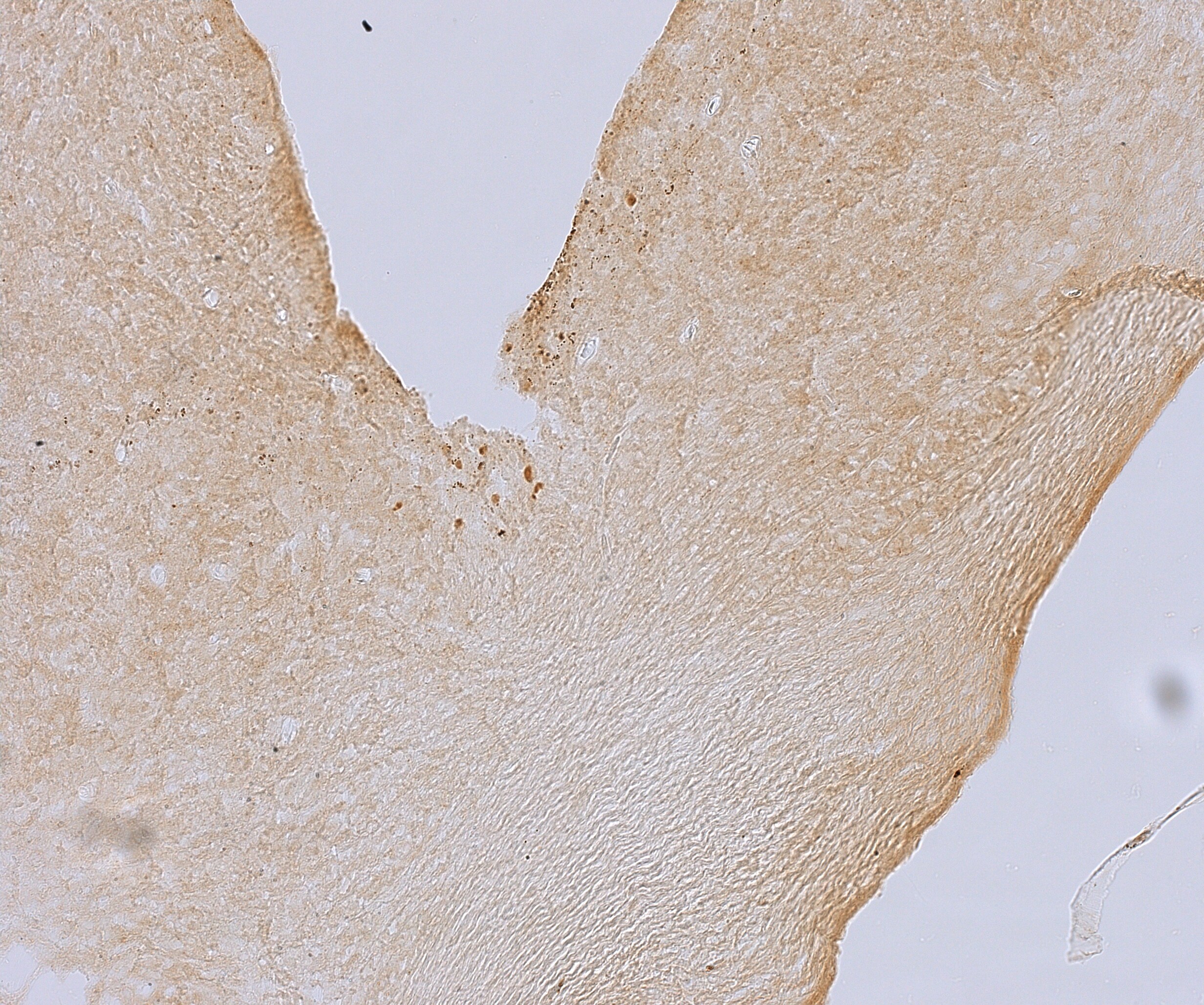 CRY1 Antibody - BSA Free NBP1-69080