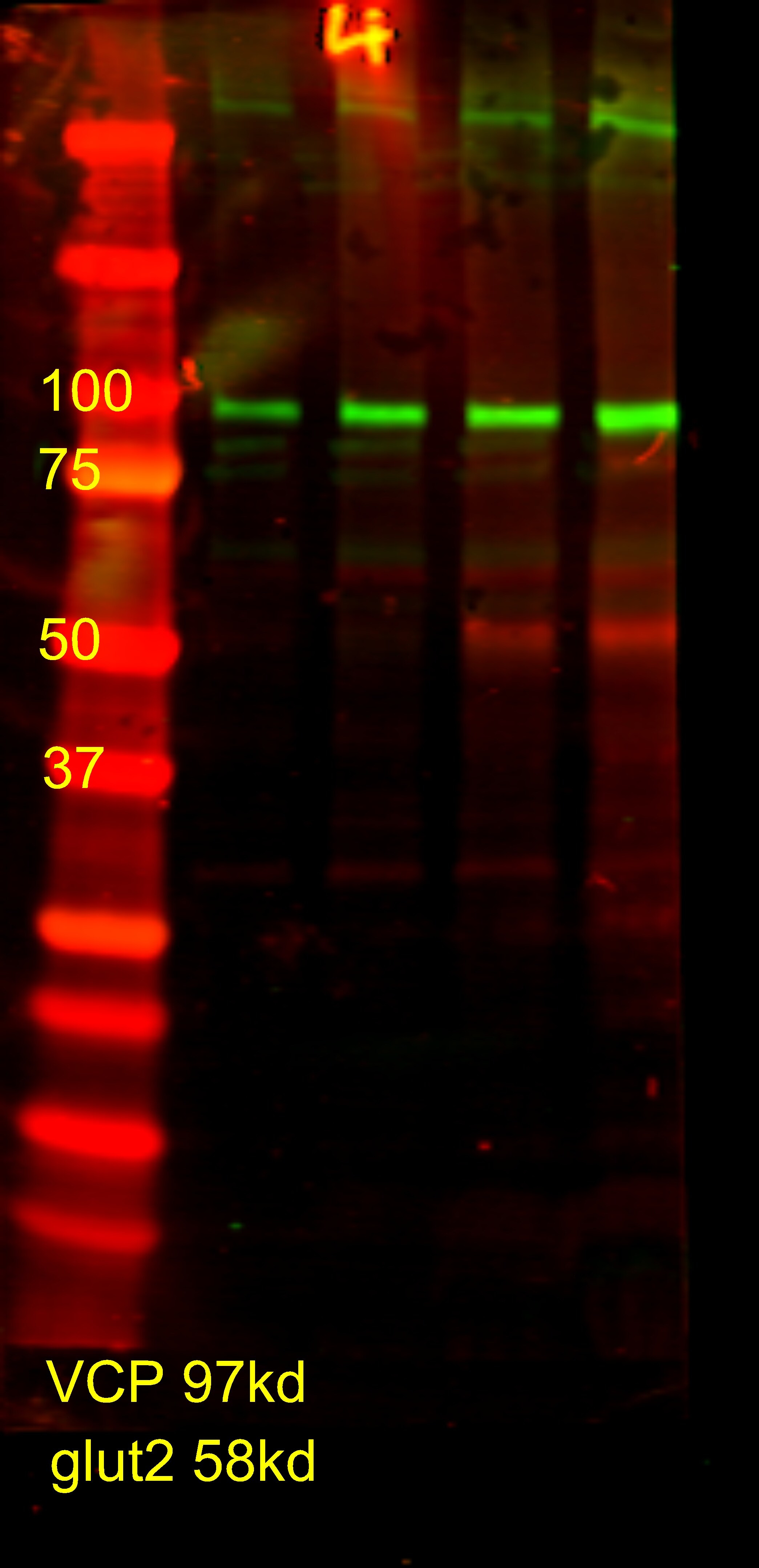 Glut2 Antibody - BSA Free NBP1-69466