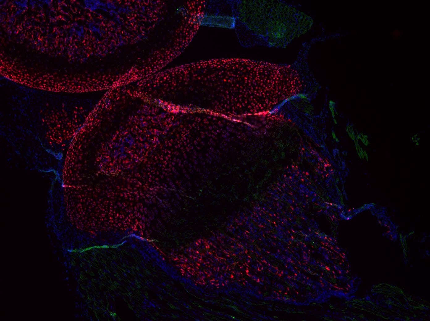 IBSP/Sialoprotein II Antibody - BSA Free NBP1-70422