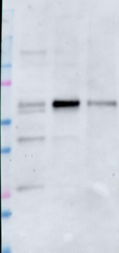 SGEF Antibody - BSA Free NBP1-70702