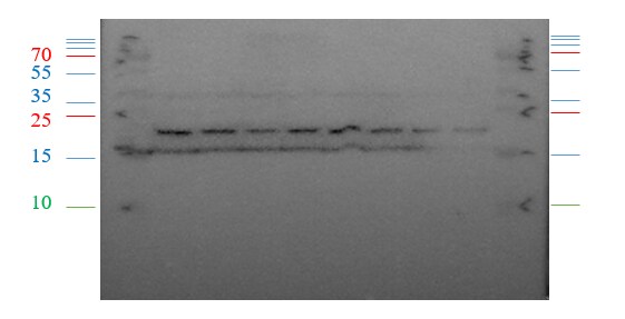 LAMTOR1 Antibody NBP1-71689