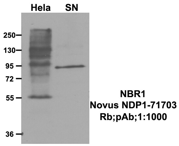NBR1 Antibody - BSA Free NBP1-71703