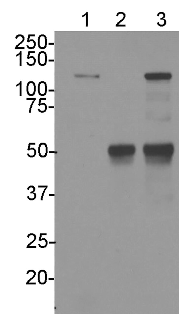 LRRFIP1 Antibody NBP1-71835
