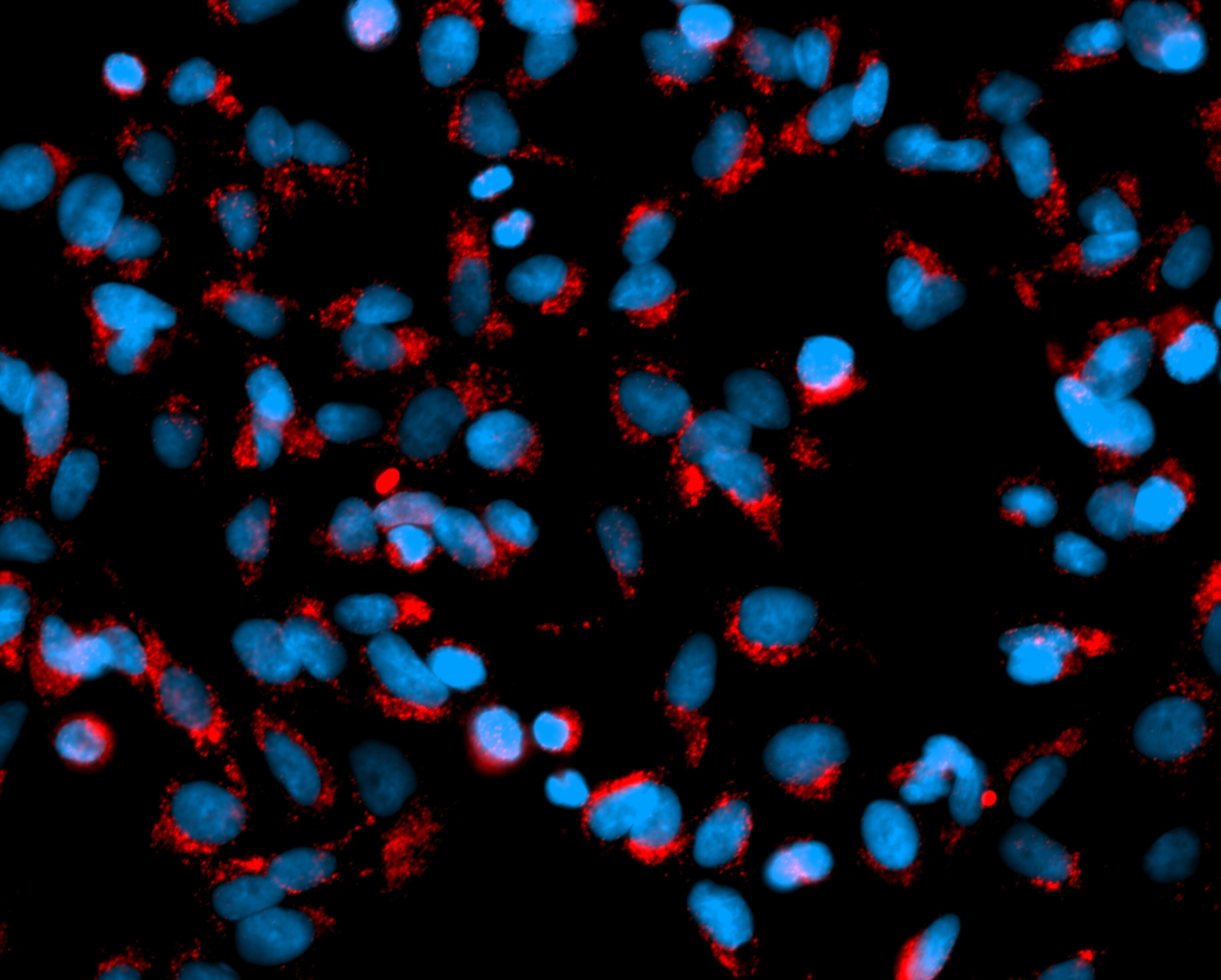 Goat anti-Mouse IgG Fc Secondary Antibody [DyLight 680] NBP1-72880