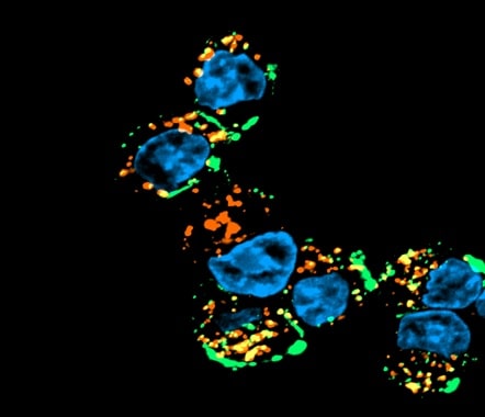 Goat anti-Mouse IgG Fc Secondary Antibody [DyLight 680] NBP1-72880