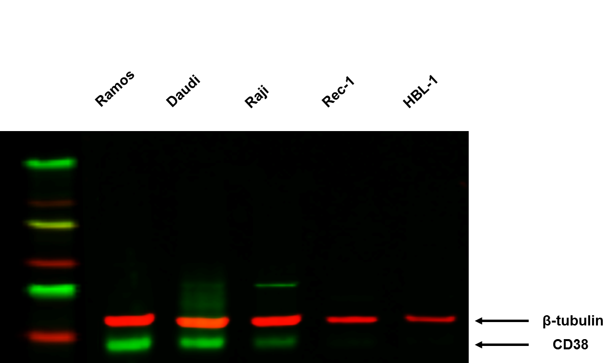 Donkey anti-Mouse IgG (H+L) Secondary Antibody [DyLight 680] NBP1-72936