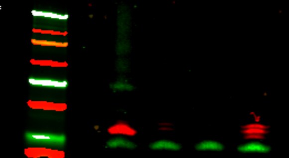 Donkey anti-Rabbit IgG (H+L) Secondary Antibody [DyLight 800] (Pre-adsorbed) NBP1-72970