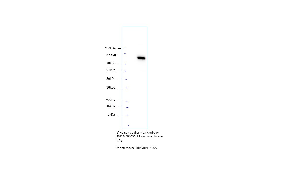 Goat anti-Mouse IgG (H+L) Secondary Antibody [HRP] (Pre-adsorbed) NBP1-73322