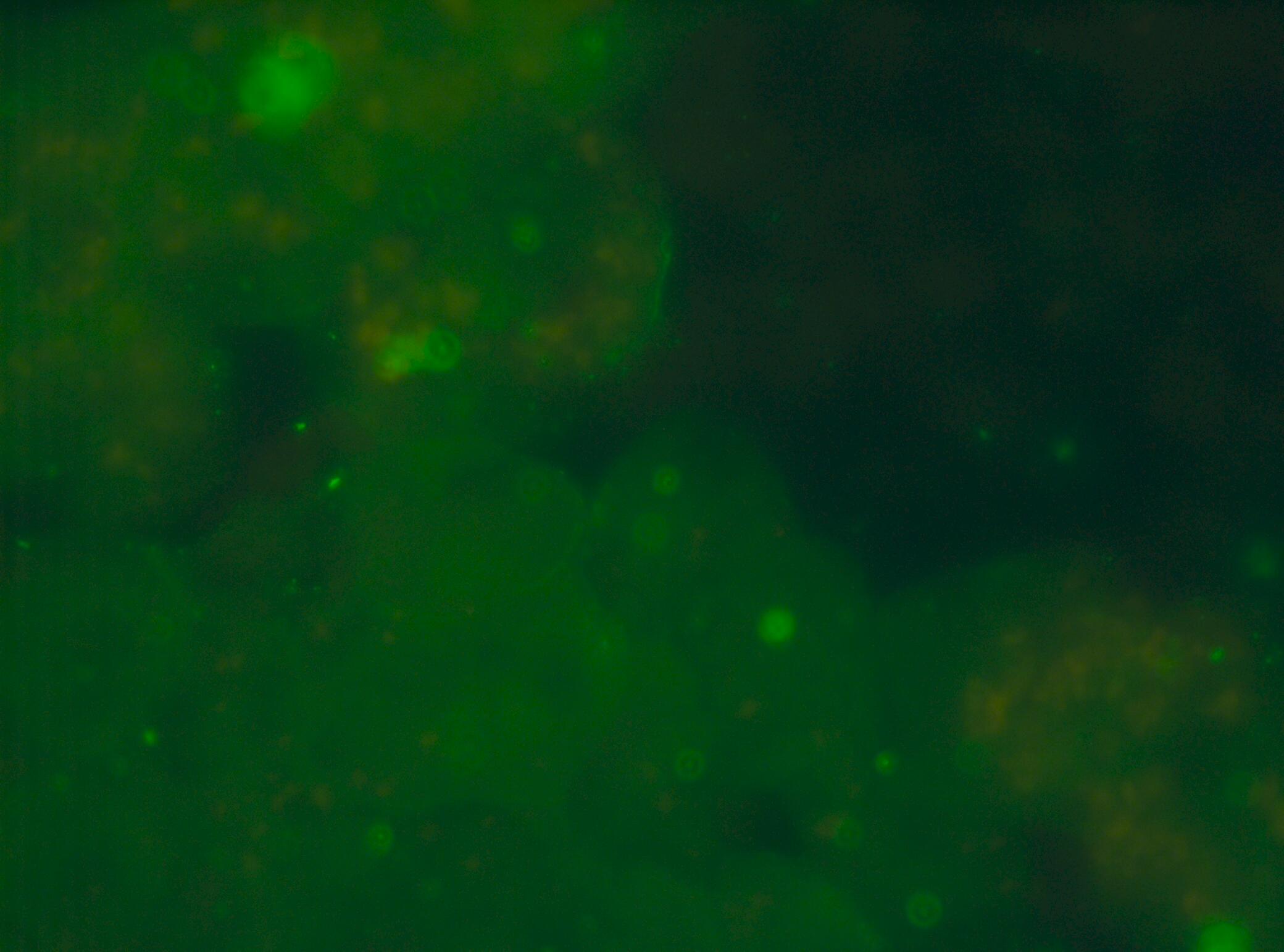 Goat anti-Mouse IgG Fc Secondary Antibody [Texas Red] NBP1-73434