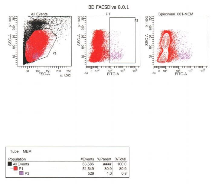 Rabbit anti-Feline IgM Heavy Chain Secondary Antibody [FITC] NBP1-73836