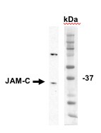 Donkey anti-Goat IgG (H+L) Secondary Antibody [HRP] (Pre-adsorbed) NBP1-74822