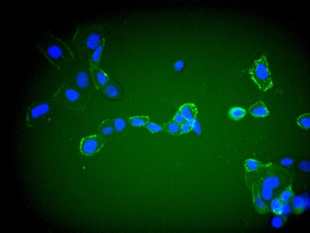 Goat anti-Human IgG (H+L) Secondary Antibody [DyLight 488] NBP1-74945