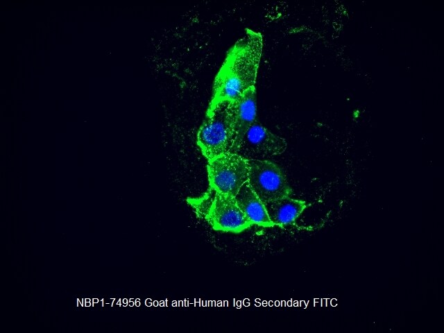 Goat anti-Human IgG (H+L) Secondary Antibody [FITC] (Pre-adsorbed) NBP1-74956