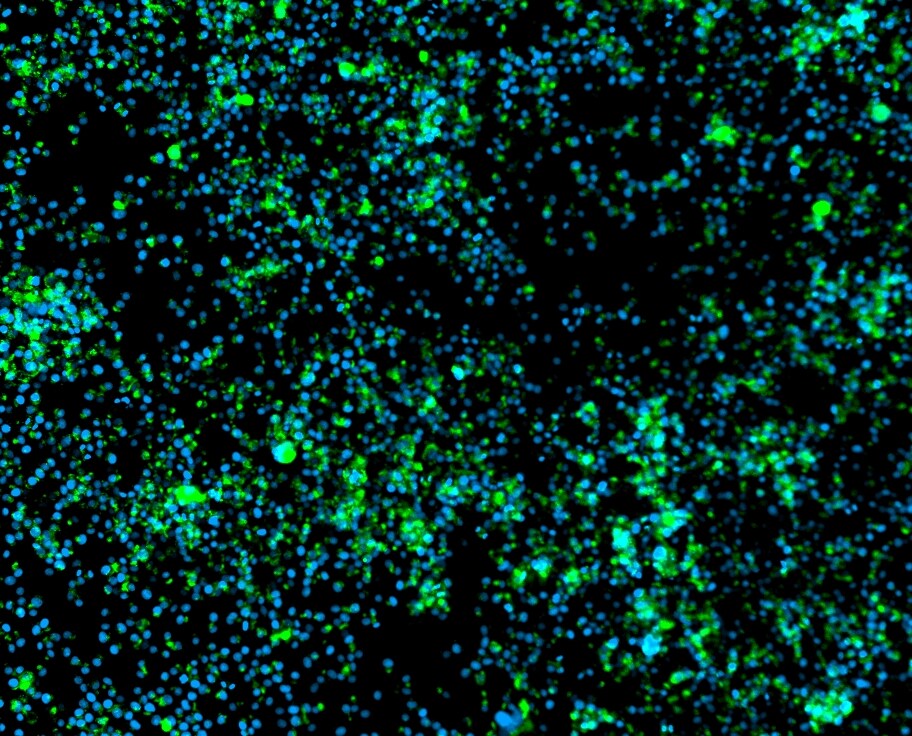 Goat anti-Human IgG Fc Secondary Antibody [DyLight 488] NBP1-74980
