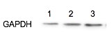 Goat anti-Mouse IgG (H+L) Secondary Antibody [HRP] (Pre-adsorbed) NBP1-75144