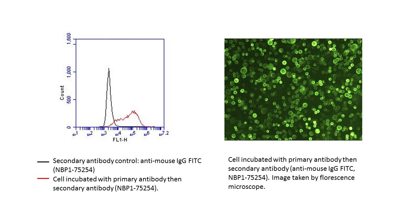 Rabbit anti-Mouse IgG (H+L) Secondary Antibody [FITC] (Pre-adsorbed) NBP1-75254