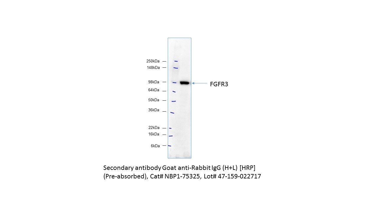 Goat anti-Rabbit IgG (H+L) Secondary Antibody [HRP] (Pre-adsorbed) NBP1-75325