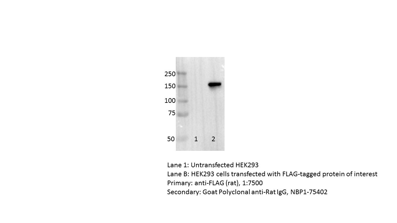 Goat anti-Rat IgG (H+L) Secondary Antibody [HRP] (Pre-adsorbed) NBP1-75402