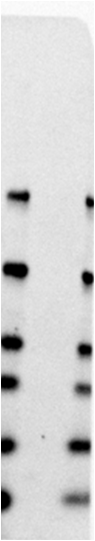 ATF6 Antibody - BSA Free NBP1-75478