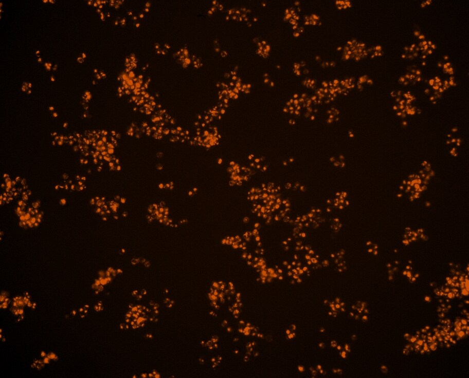 Donkey anti-Mouse IgG (H+L) Secondary Antibody [DyLight 550] (Pre-adsorbed) NBP1-75616