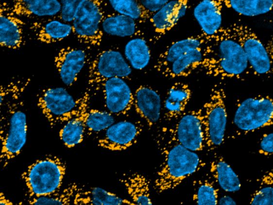 Goat anti-Human IgG Fc Secondary Antibody [DyLight 550] NBP1-75816