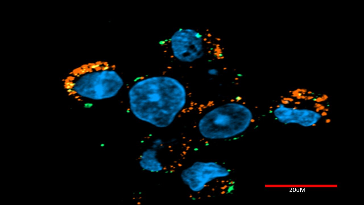 Goat anti-Human IgG Fc Secondary Antibody [DyLight 550] NBP1-75816