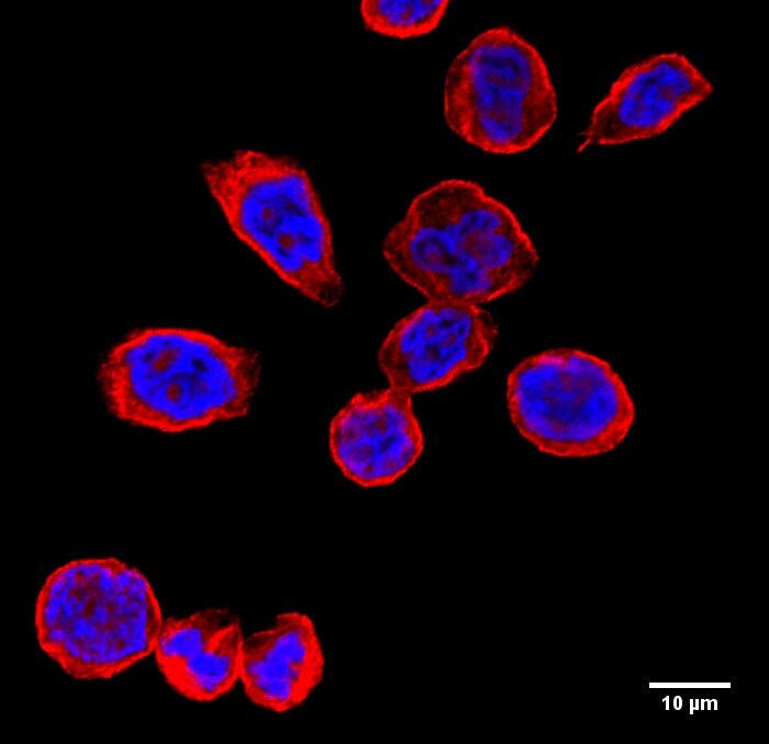 ATP2C2 Antibody - BSA Free NBP1-76567