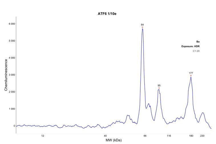 ATF6 Antibody - BSA Free NBP1-76675